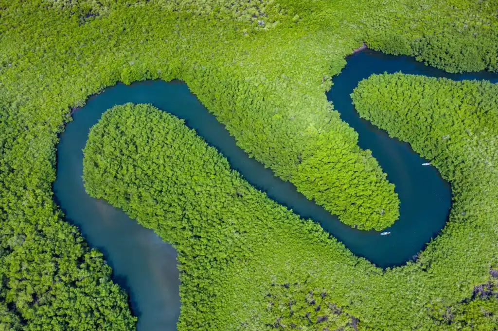 An aerial view of a river surrounded by mangroves.